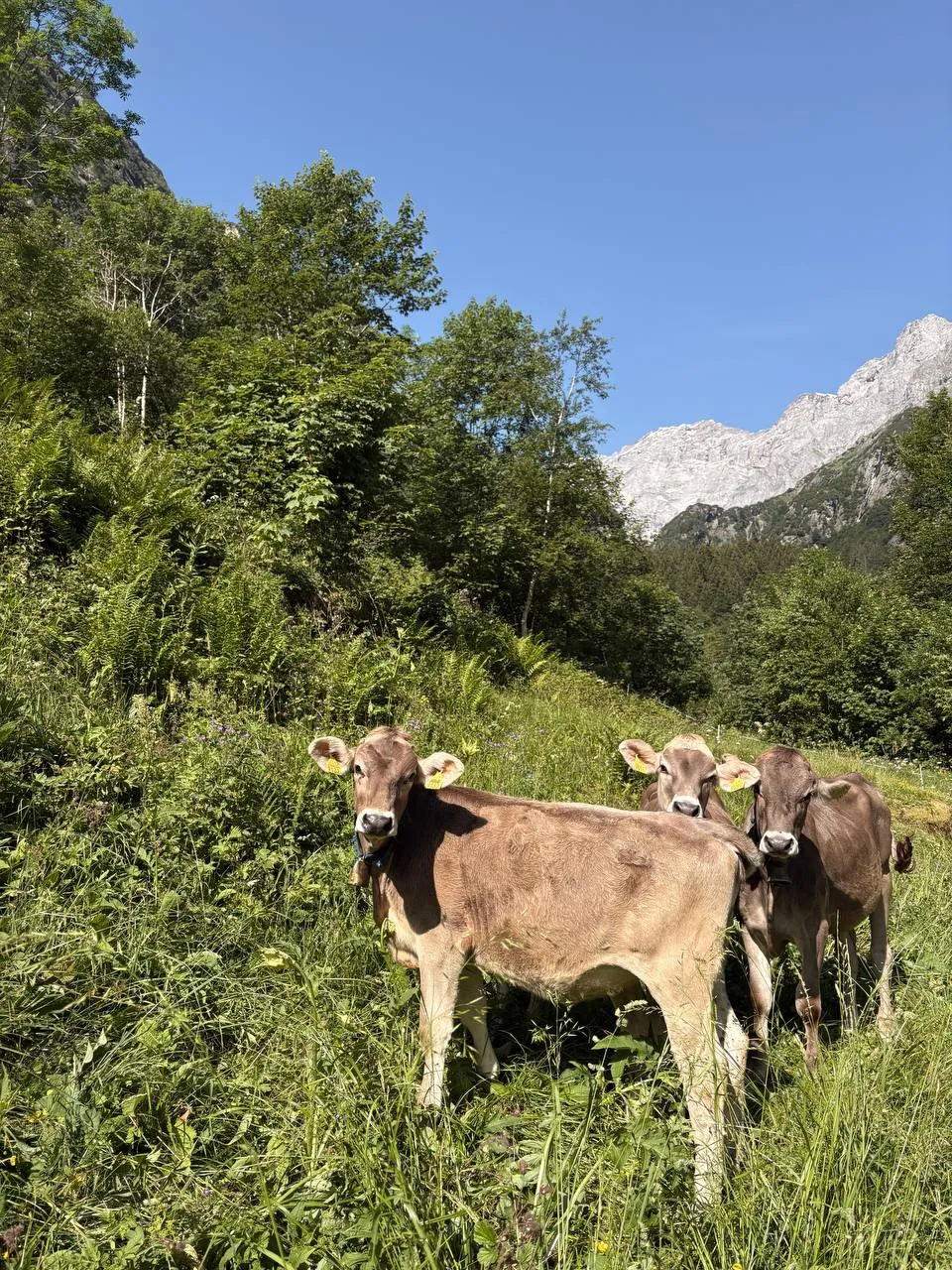 Three brown cows in a lush green meadow on the valley approach, with rocky peaks behind.