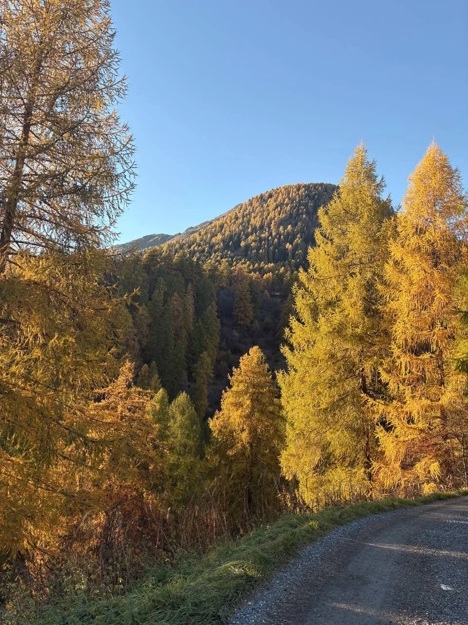 Golden-yellow larches on a forested hill under an azure sky, with a gravel track at the edge.