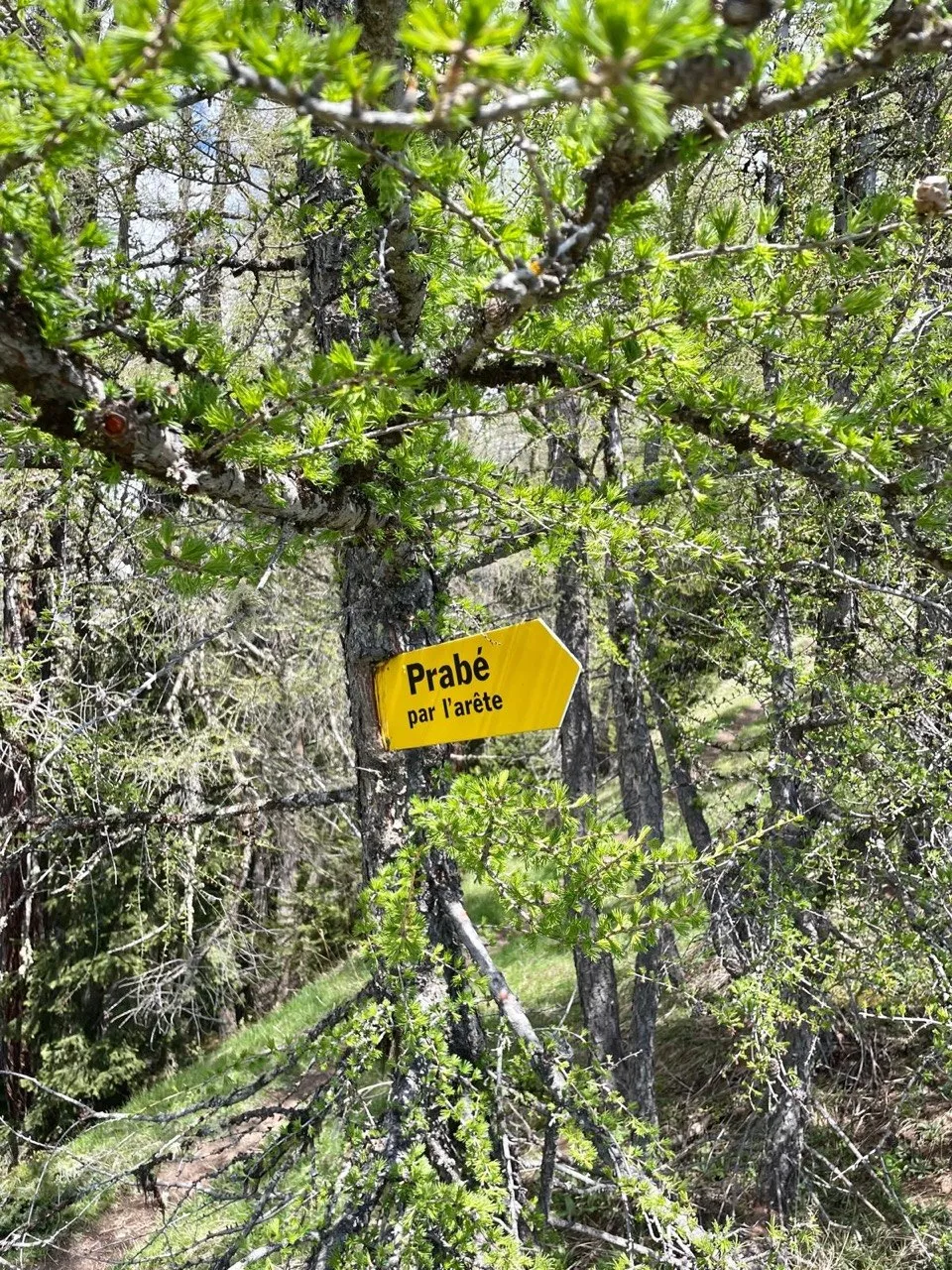 Yellow signpost 'Prabé par l'arête' among larch trees.