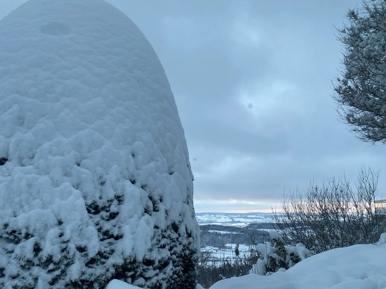 Thickly snow-capped bush with a view over the wintery Zürcher Oberland.