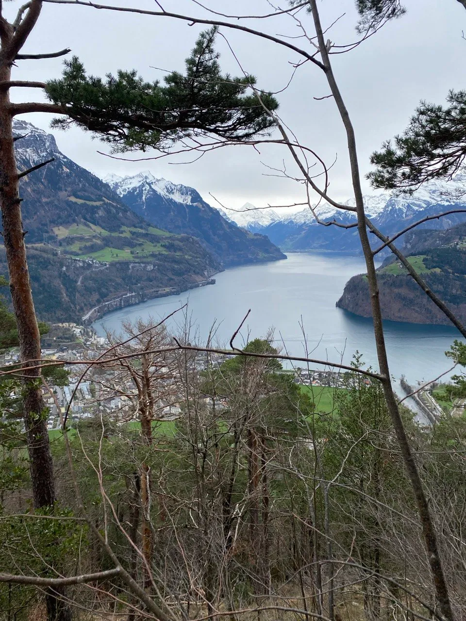 The Urnersee seen through wind-bent pines from the Stockflue, a town on the shore far below and snow-dusted peaks in the distance.