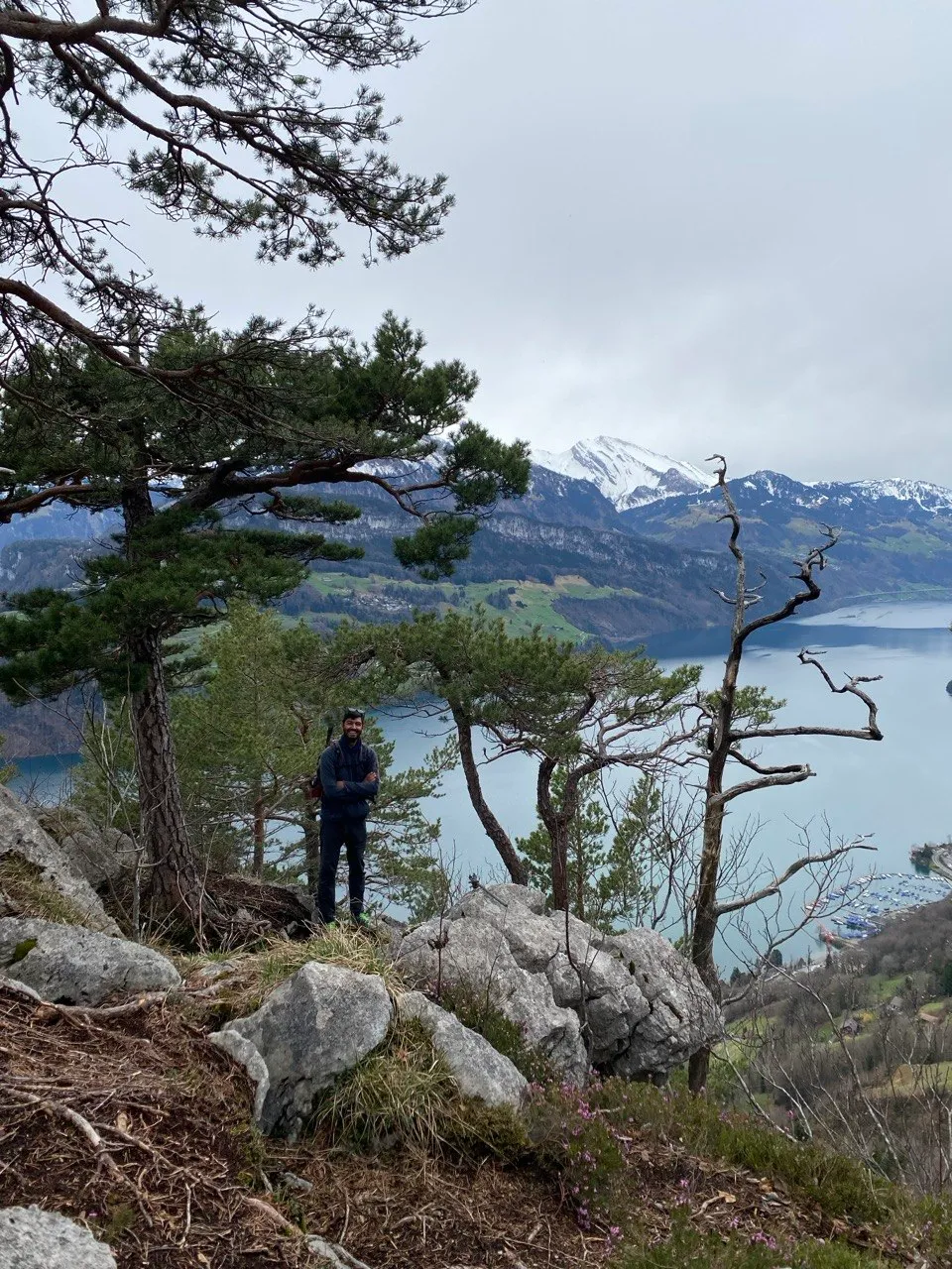 A hiker stands on a rocky outcrop among gnarled pines, high above the Urnersee with snowy summits behind.
