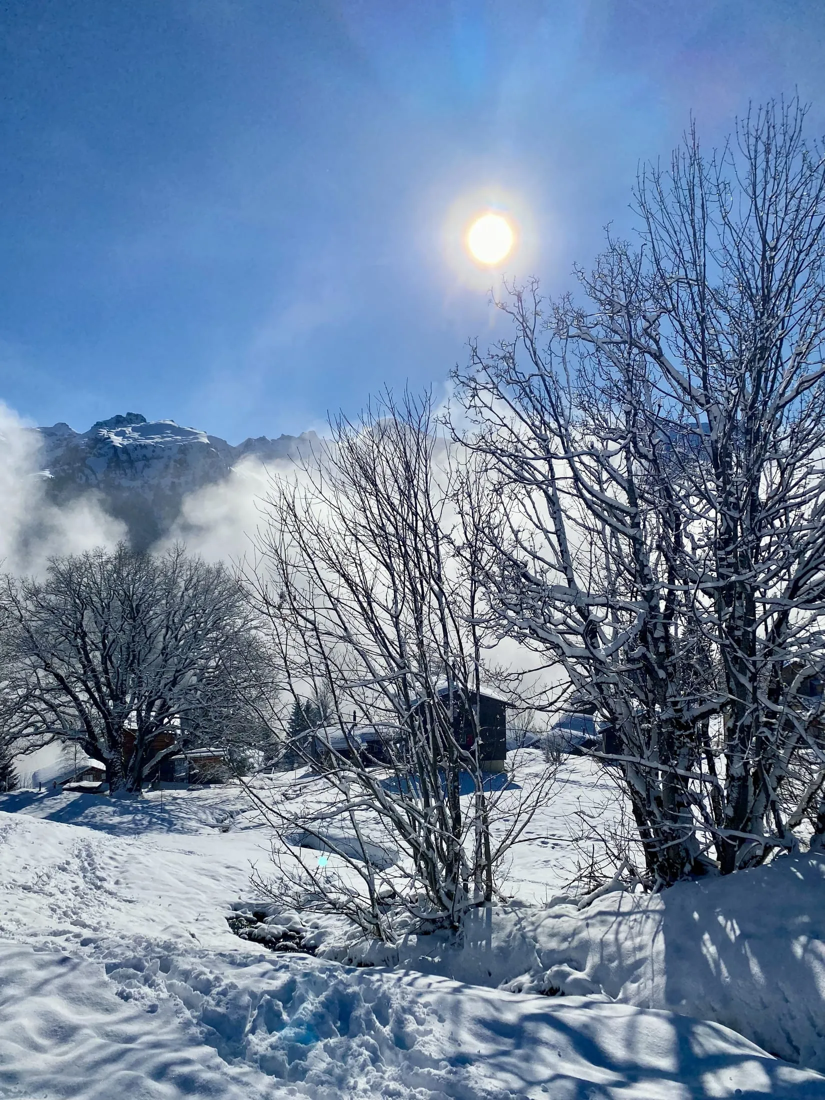 Low sun behind snow-laden trees above the Linth valley.