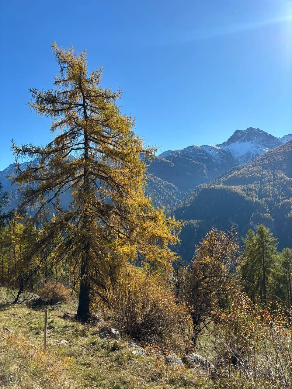 A single golden larch in full sun, snow-covered peaks and a deep blue November sky behind.