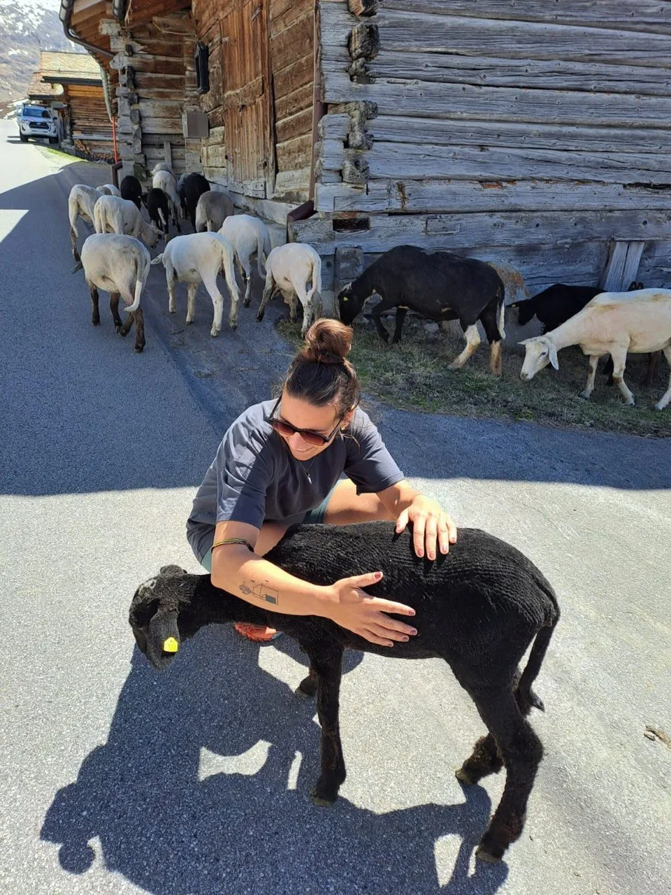 Hiker petting a black lamb on a village road with a flock of sheep by an old wooden barn.