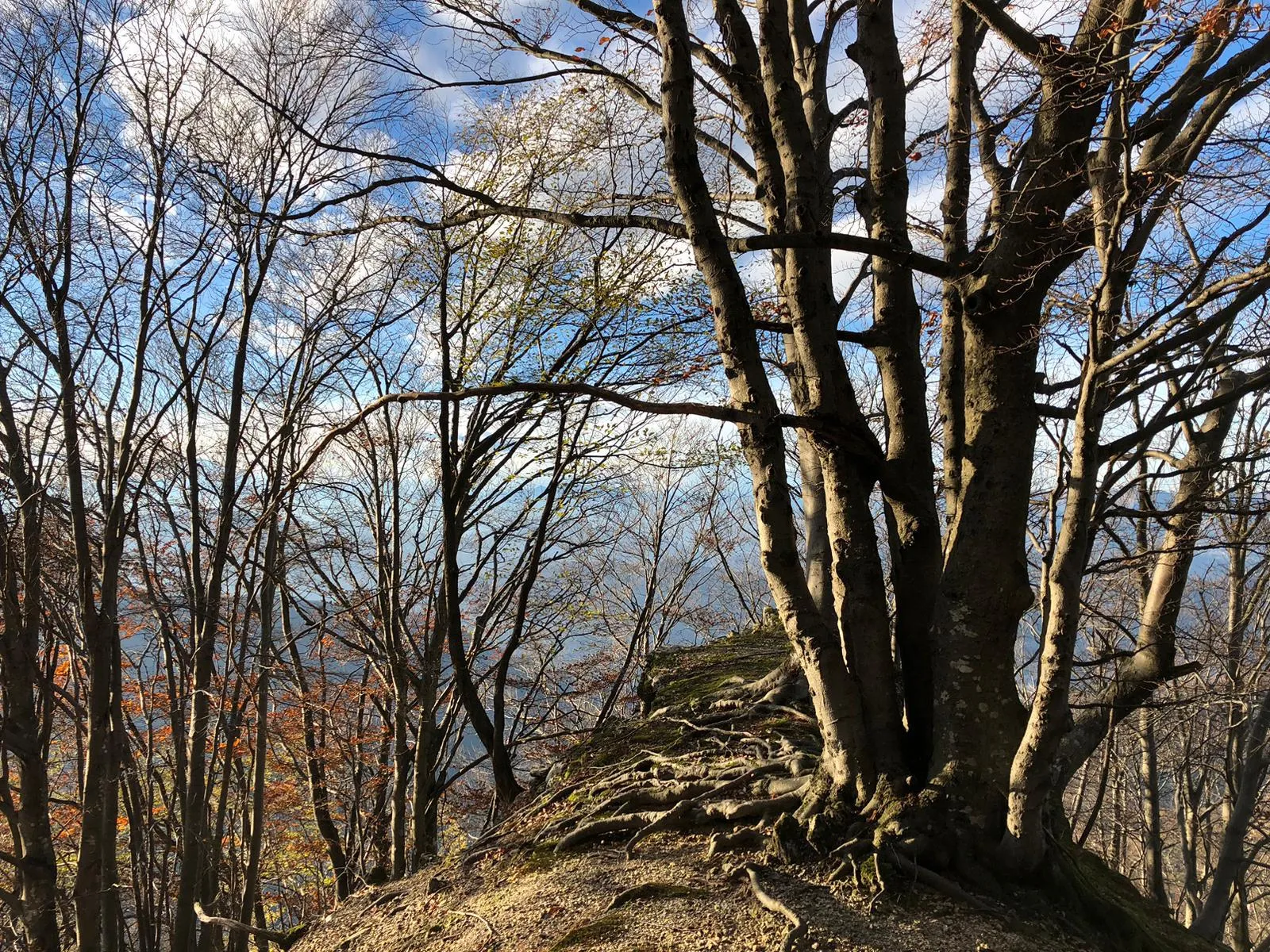 A bare beech tree on a root-tangled ridge crest amid leafless autumn woodland.