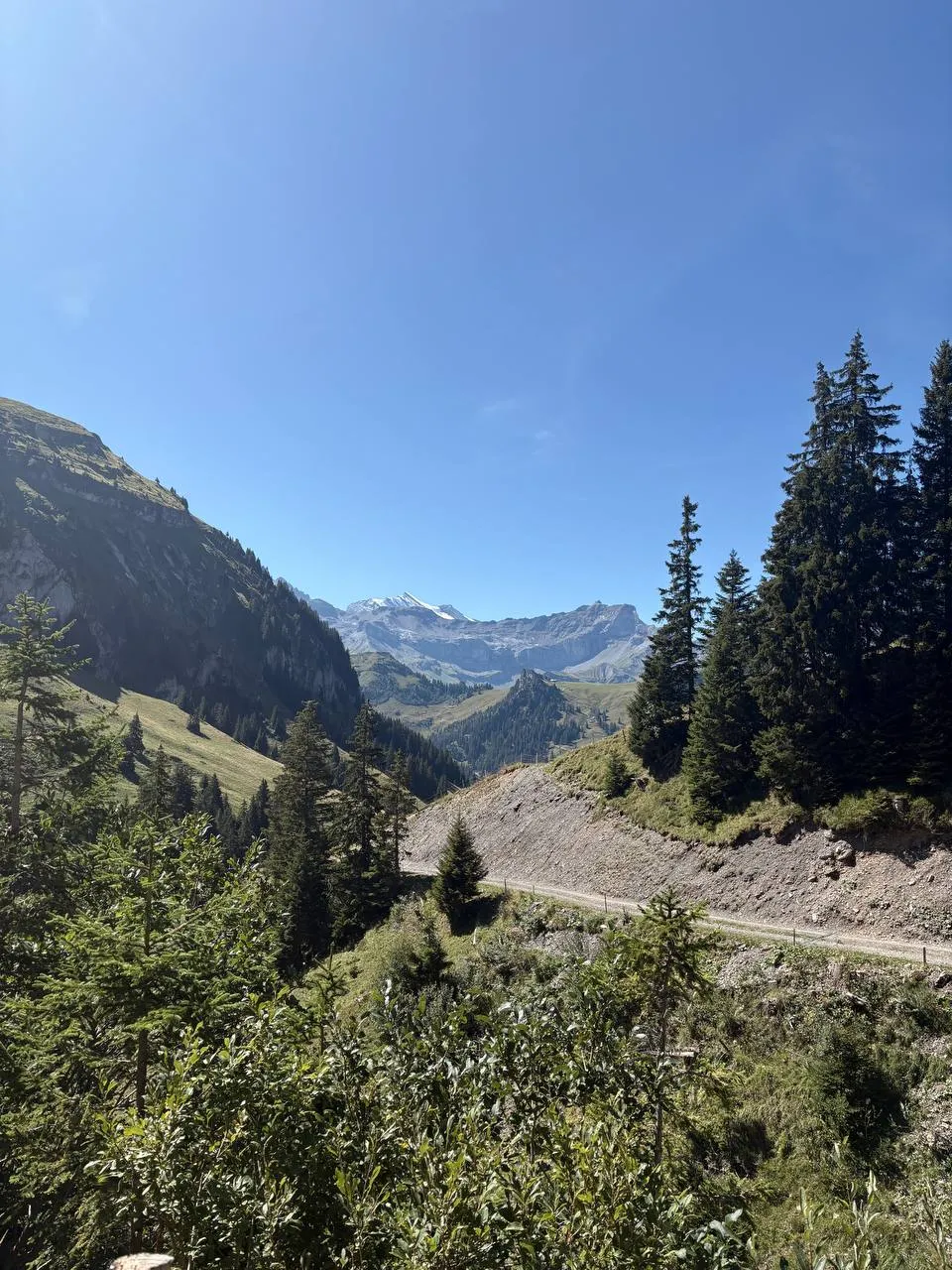 A gravel track runs through forest and alpine pasture, with the glaciated peaks at the head of the valley behind.