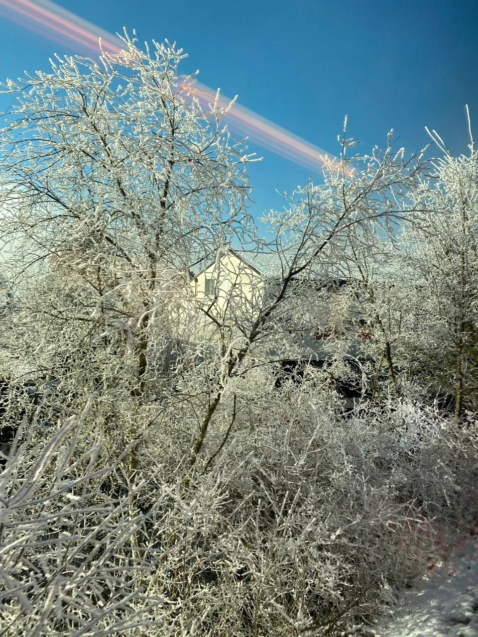Frost-covered branches in front of a house in the winter light.