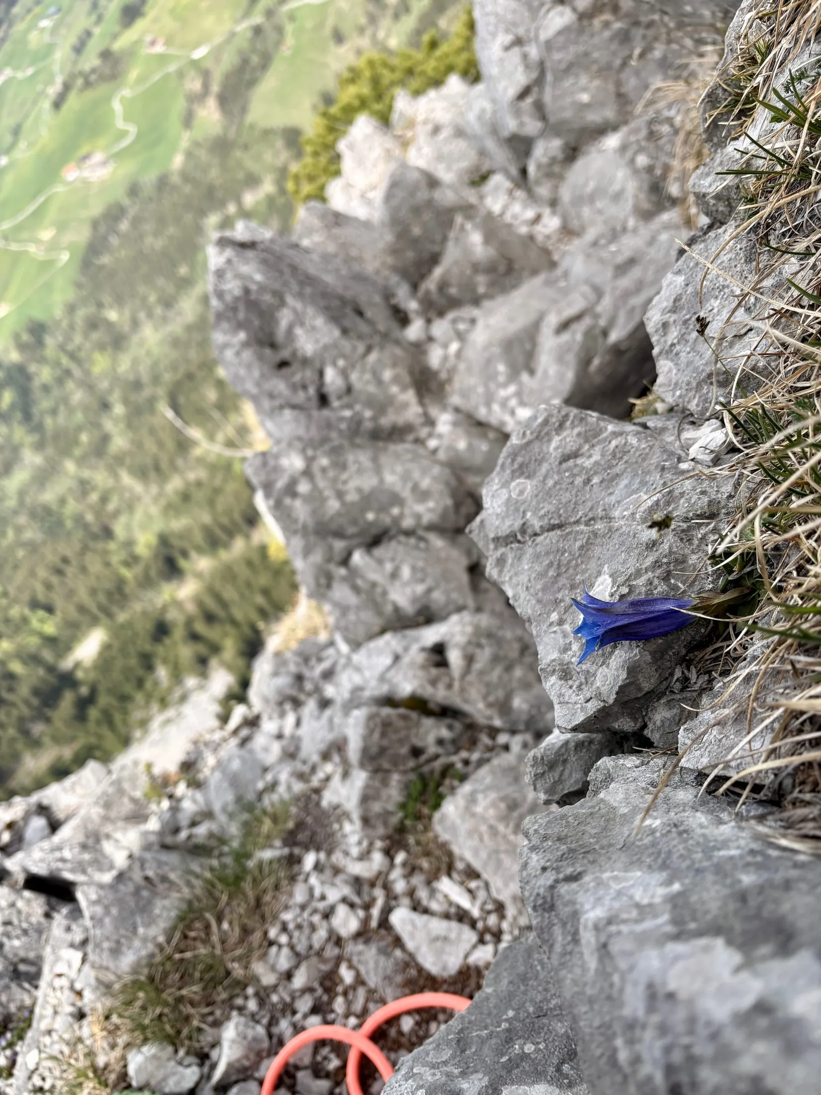 A single blue gentian flower clings to the limestone on an exposed section of the ridge, the rope visible below.
