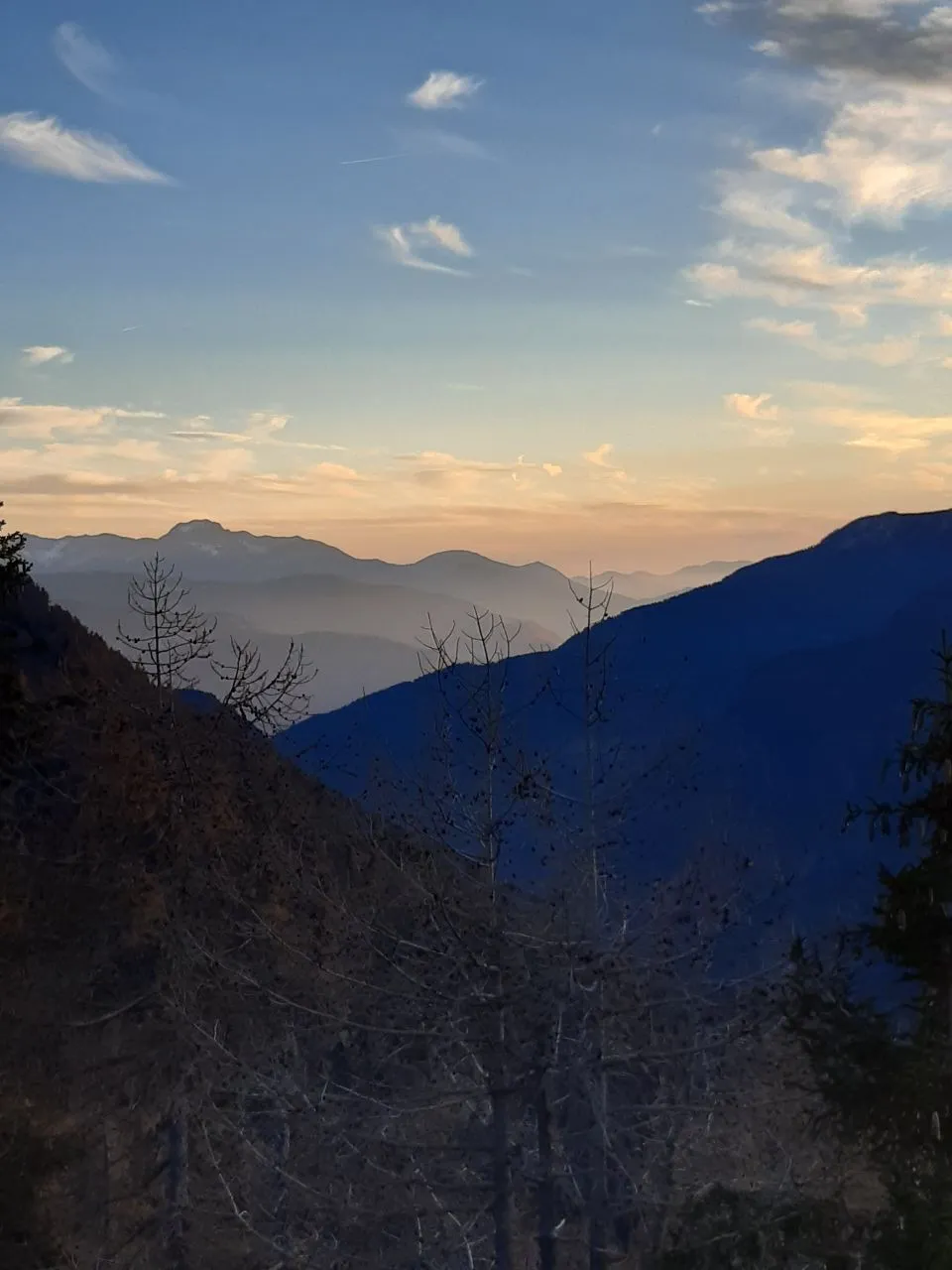 Layered blue mountain ridges fading into haze at dusk, bare larches in the foreground under a soft orange sky.