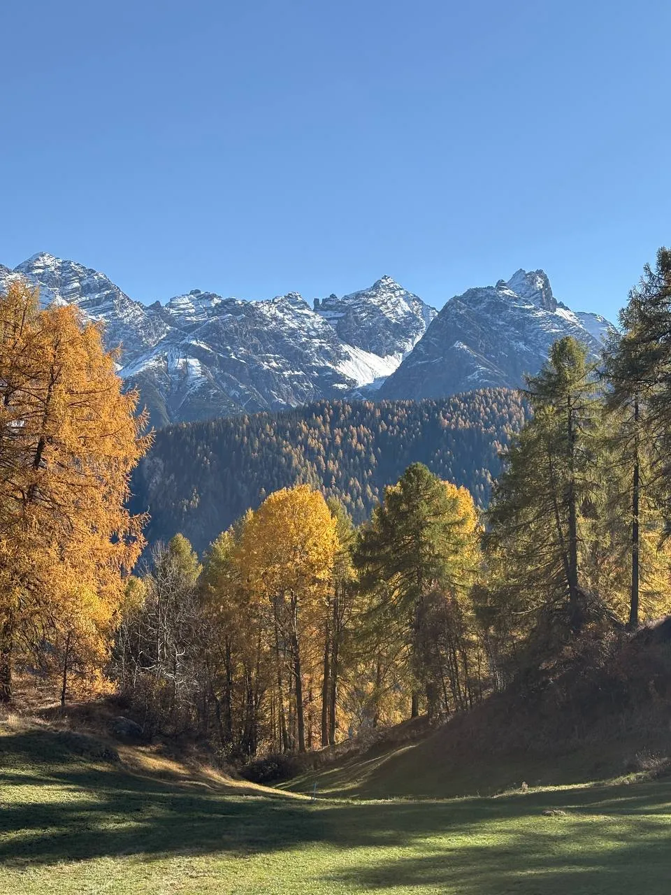 Glowing autumn larches in front of the snow-covered peaks of the Swiss National Park.