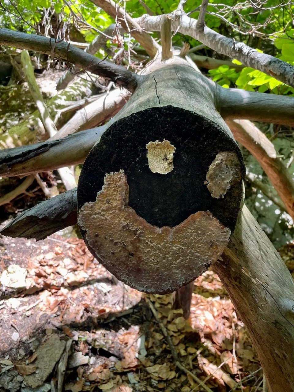 Tree stump with bracket fungi that look like a smiling face.