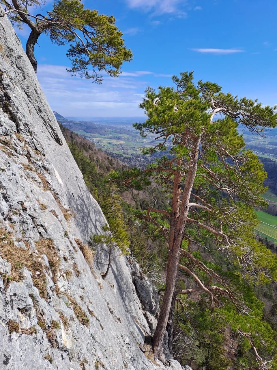 Pine trees cling to the rock along the ridge, with sweeping valley views behind them.