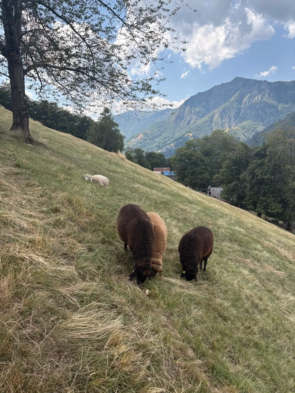 Three dark brown sheep grazing on a steep dry meadow above village roofs, mountains in the background.