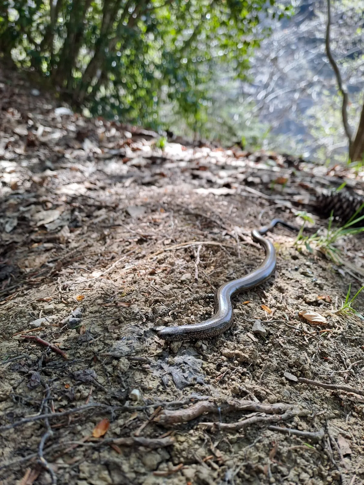 A slow worm sunning itself on the forest path during the ascent.