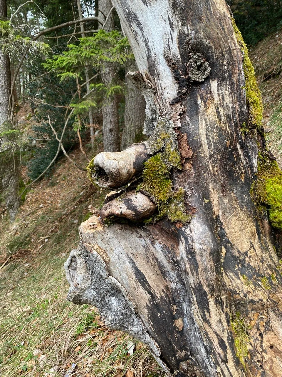 A weathered dead tree trunk with mossy burls in the forest, its shapes suggesting a face.