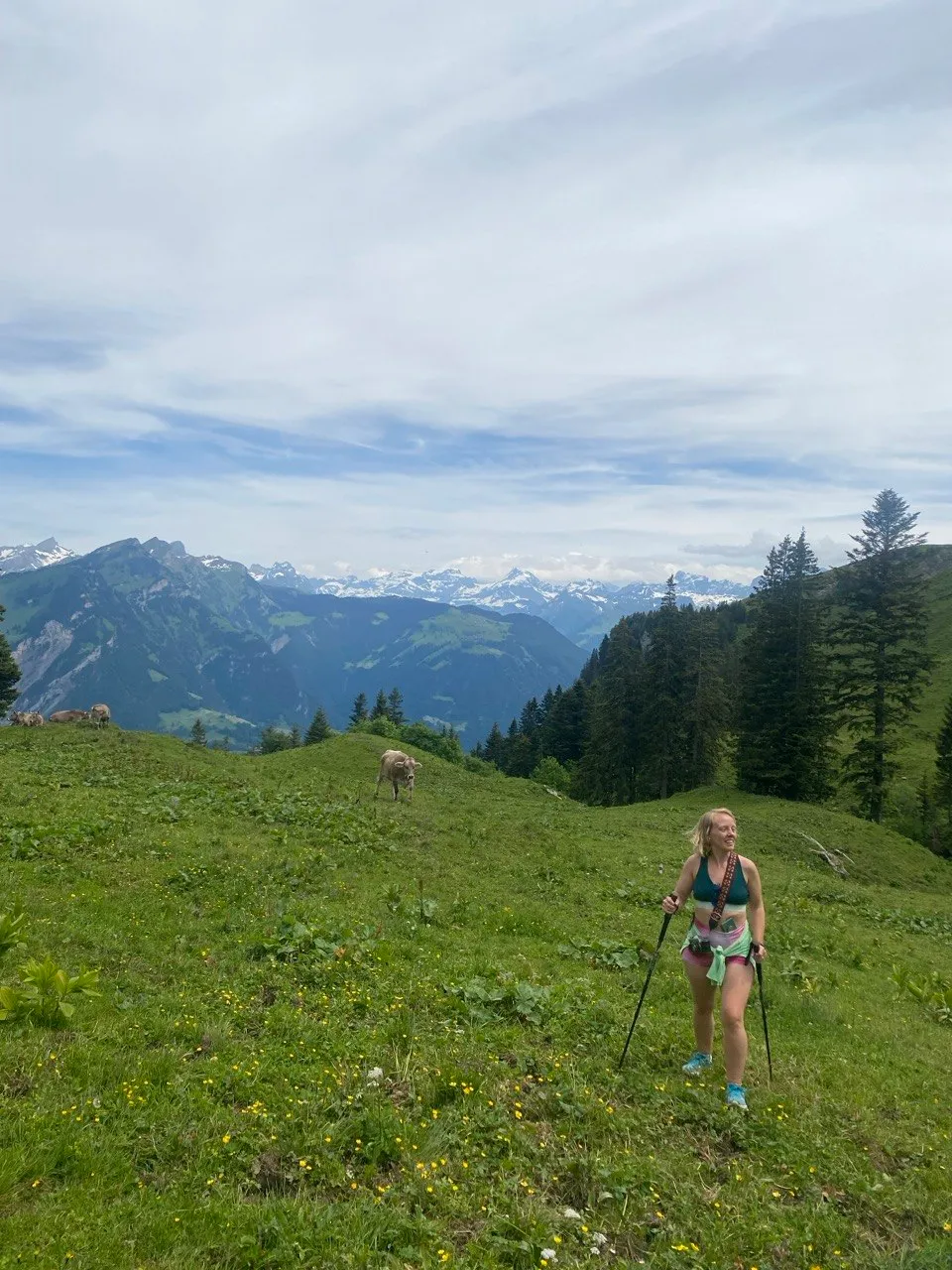 Hiker climbing a flowery alpine meadow with a grazing cow and distant peaks.