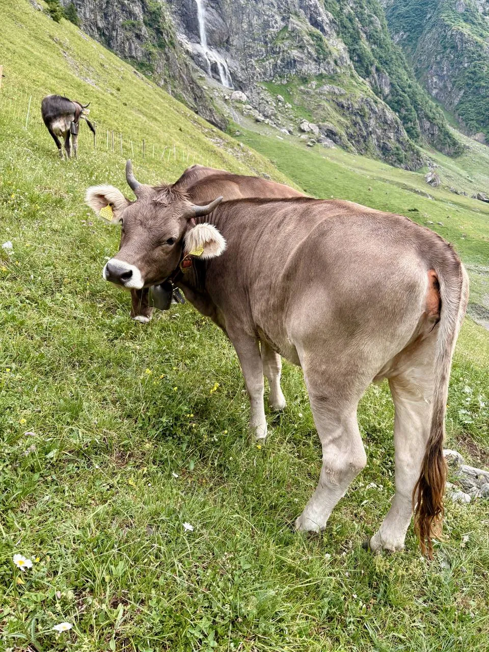 A brown cow with a bell stands on a green slope, with a waterfall and a second grazing cow in the background.