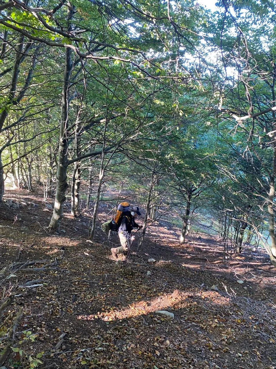 Hiker walking through a sunlit forest trail with dappled light on the leaves.
