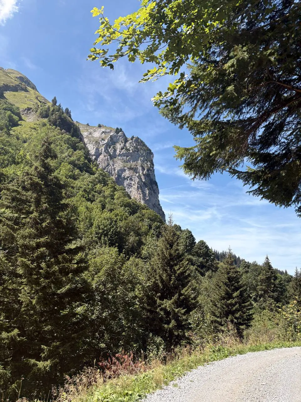 A pale limestone wall rises above dense mountain forest, with maple leaves and the edge of the gravel track in the foreground.