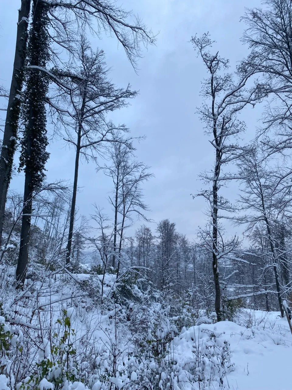 Snowy forest path lined with bare, snow-dusted trees.
