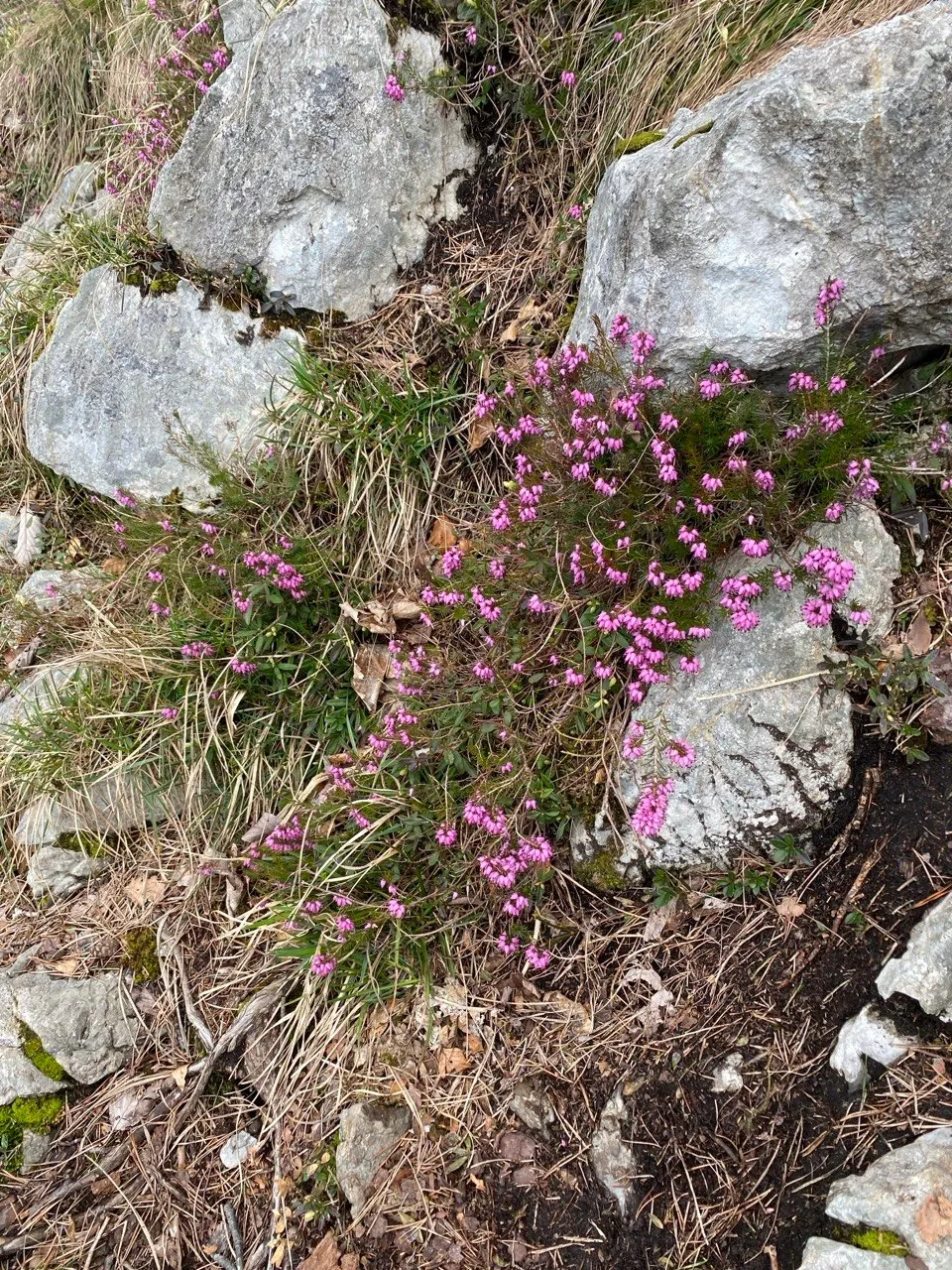 Pink spring heather in bloom among grey limestone rocks along the trail.