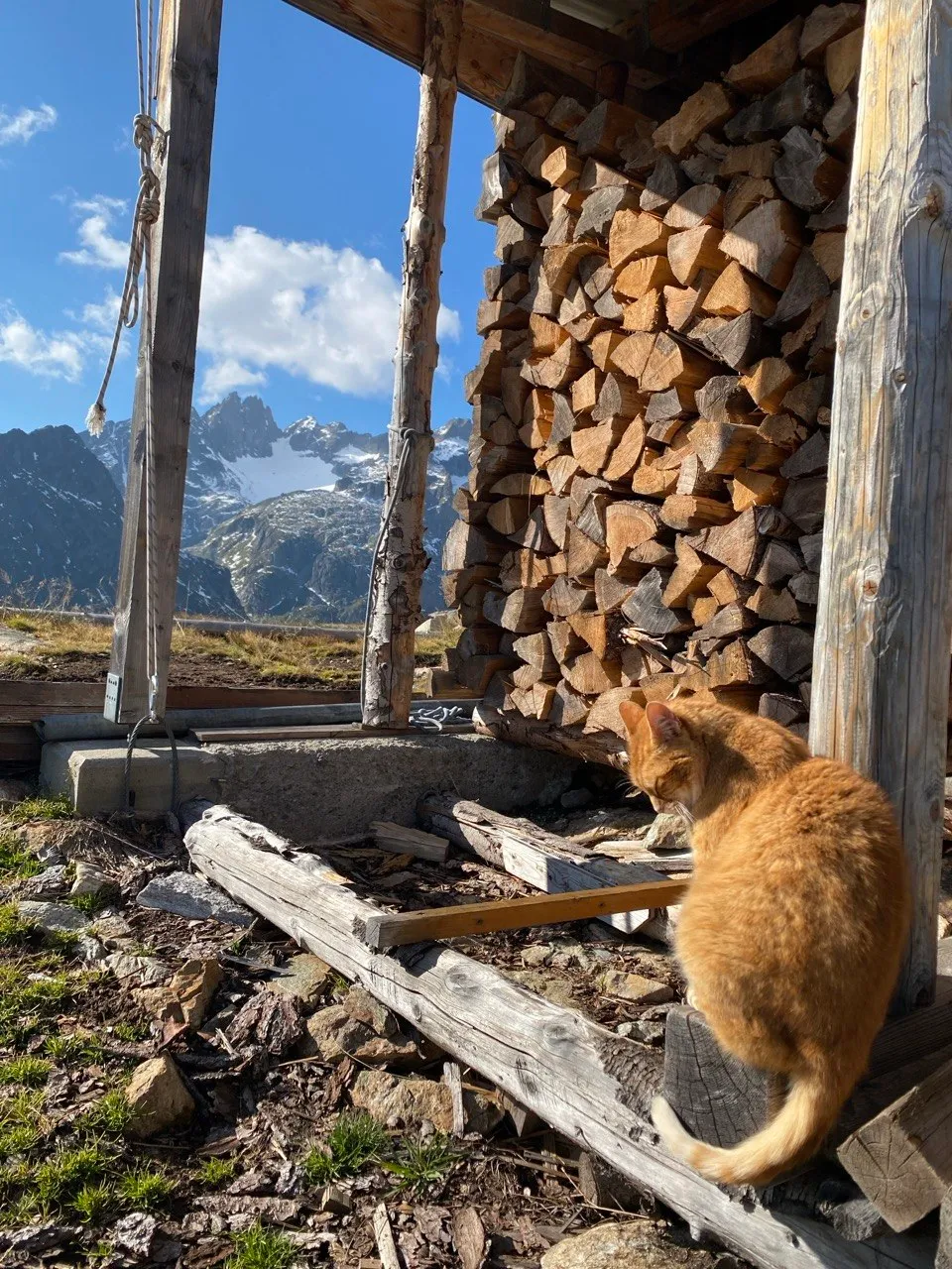 A ginger cat perched by a stacked woodpile, snow-capped peaks visible through the shed's open side.