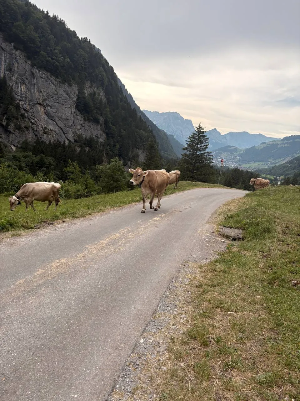 Brown cows on a mountain road on the descent to Engelberg, surrounded by forested cliffs with a village far below in the valley.