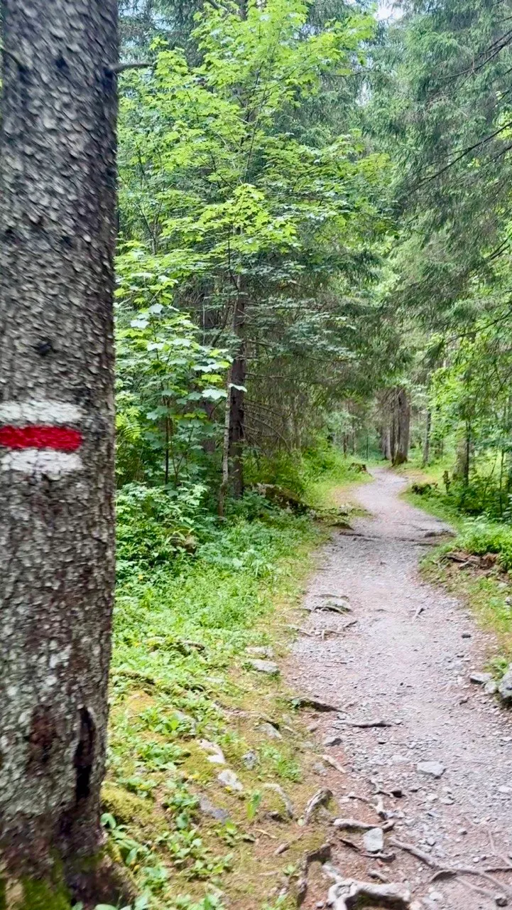 A forest trail leads through dense green woods, with a white-red trail blaze painted on a tree trunk in the foreground.