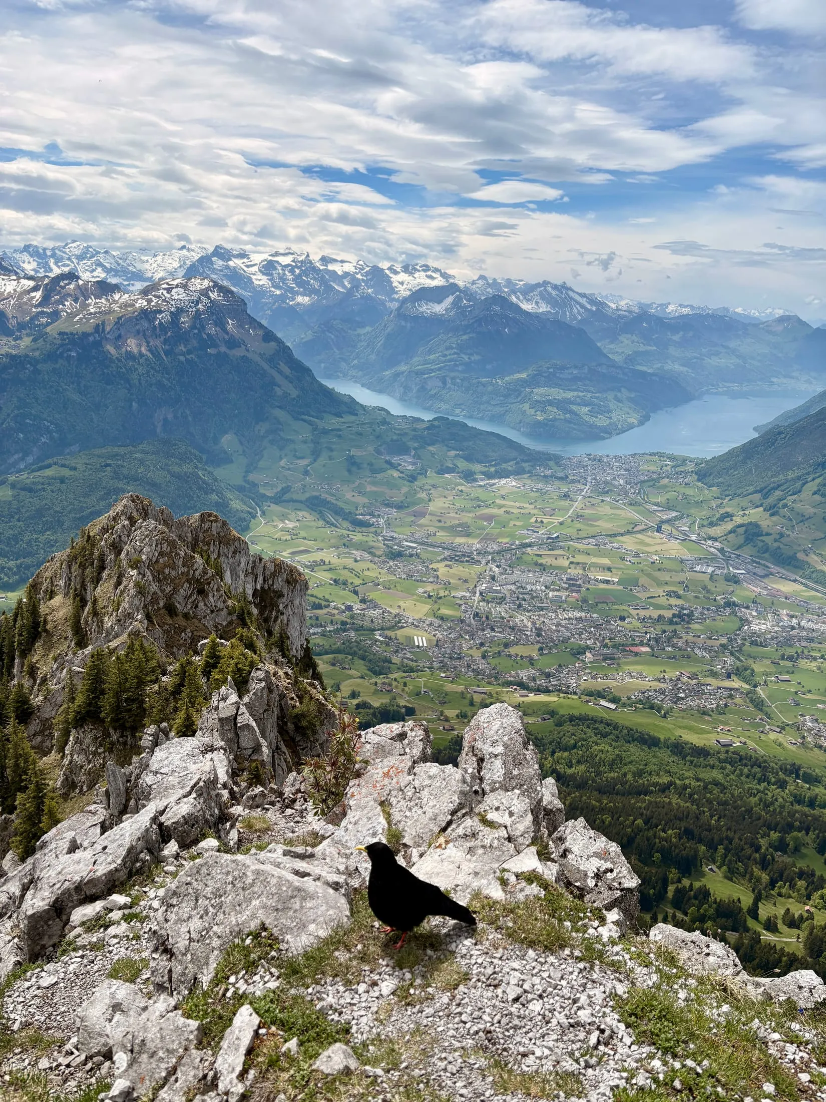 An Alpine chough perches on the summit rocks above the Muotathal and Lake Lucerne.