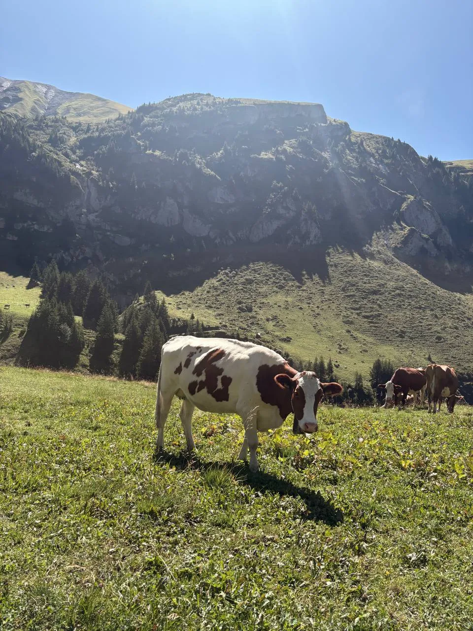 A red-and-white cow looks into the camera against the light, more cows and a rock bastion behind.