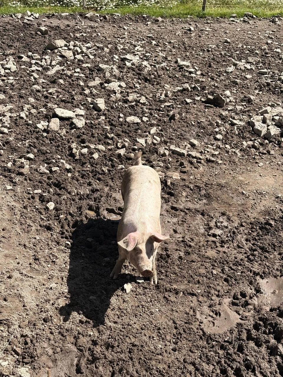 A pink pig standing in a churned-up, stony mud run at the edge of a pasture.
