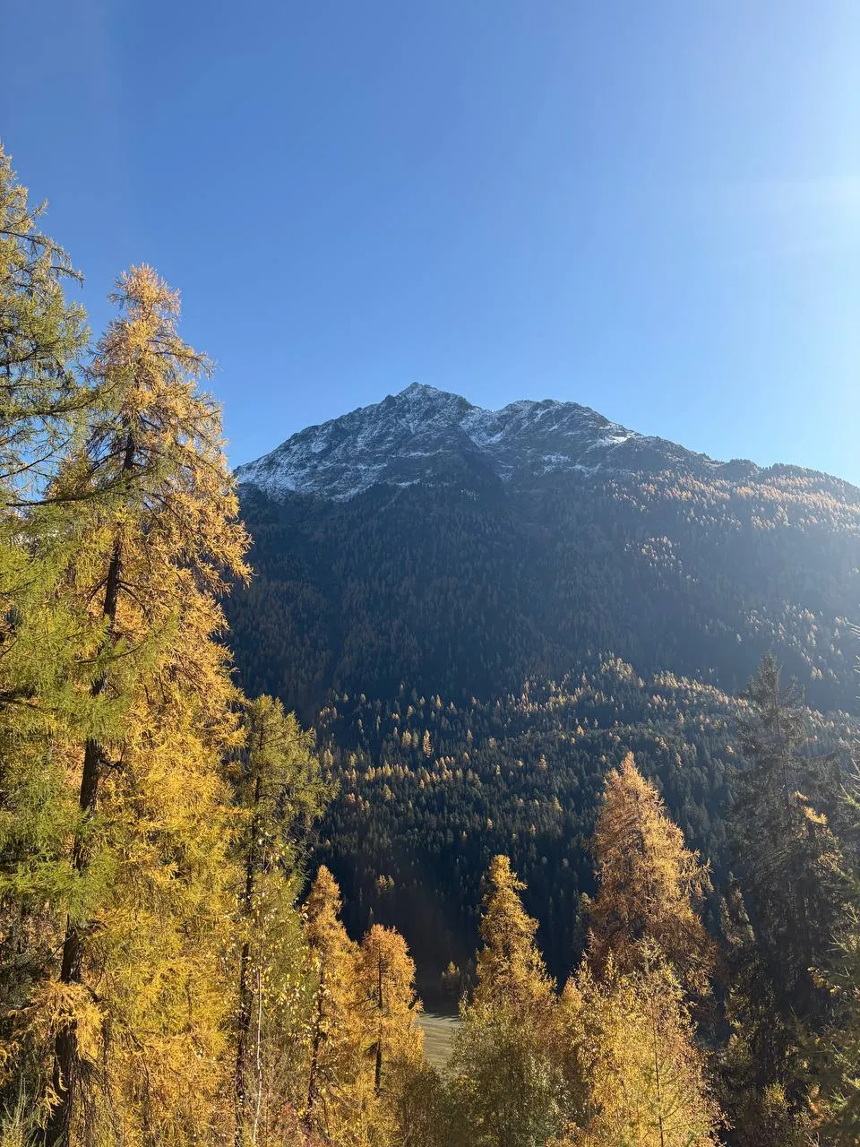 A snow-covered rocky peak above a hillside of golden larches.