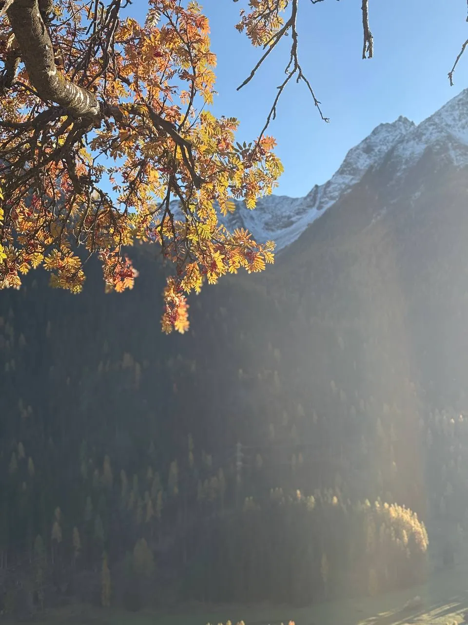 A rowan branch with orange-red leaves in front of a snowy peak, sun flare over the larch forest.