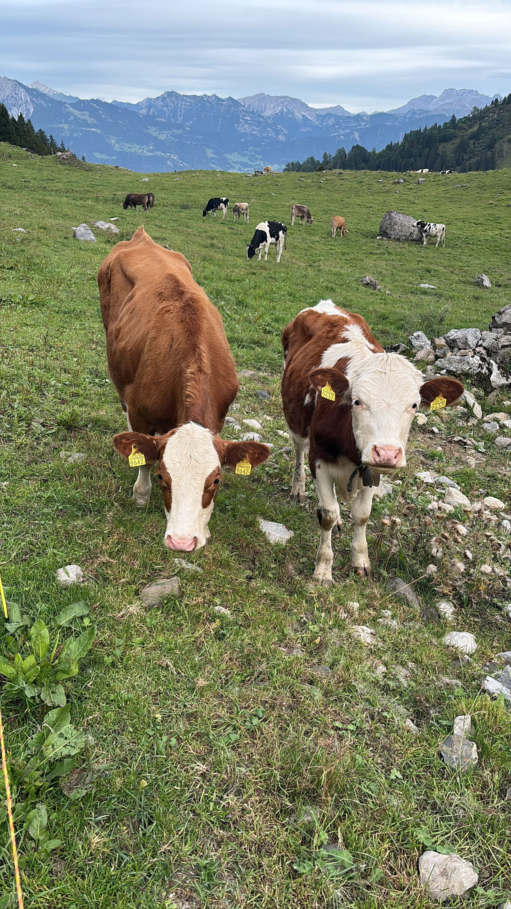 Two friendly calves on a green alpine pasture, a grazing herd and mountains behind.