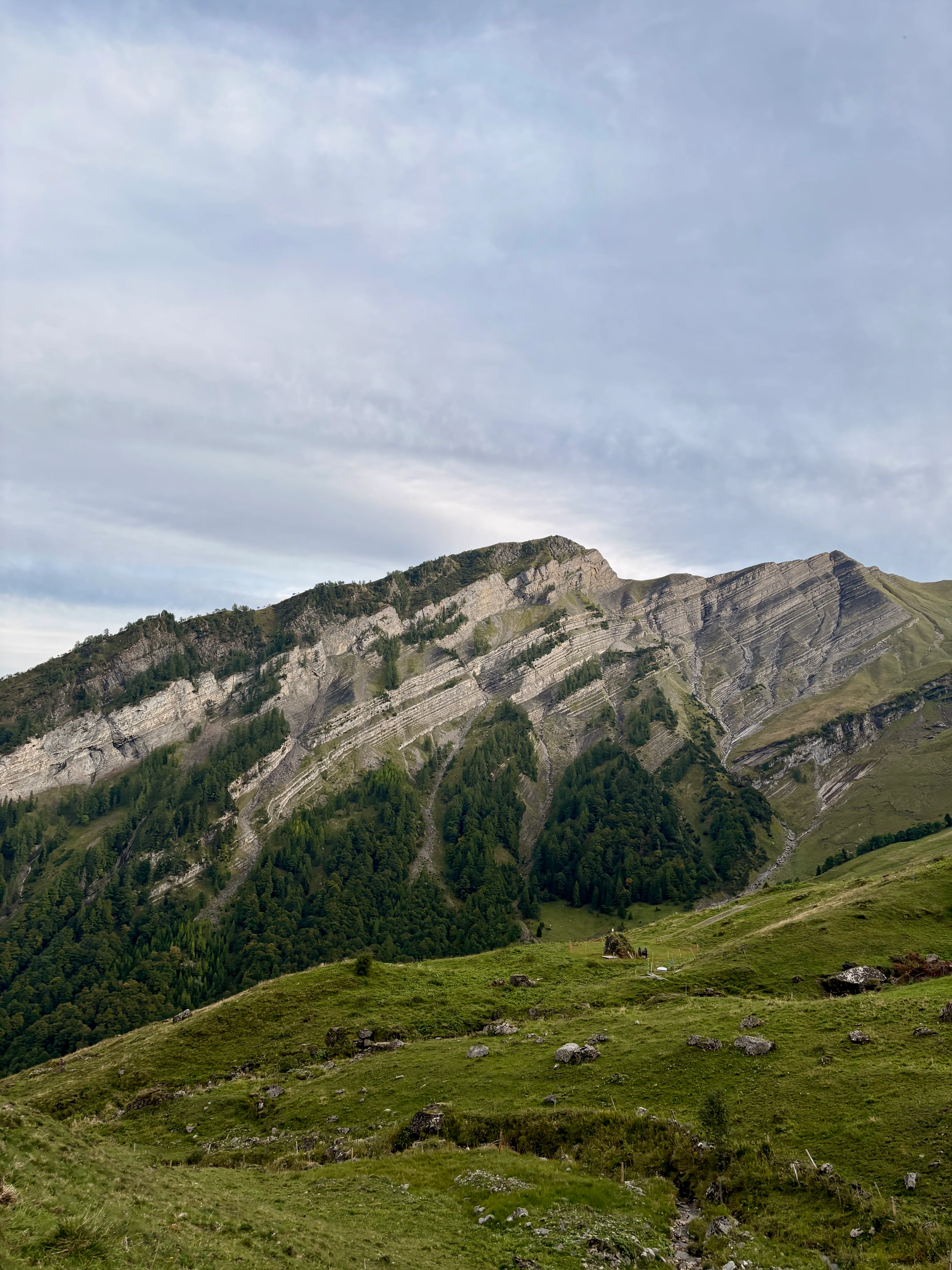The steep, sharply layered limestone flank of the Alvier above green alpine pastures and forest.
