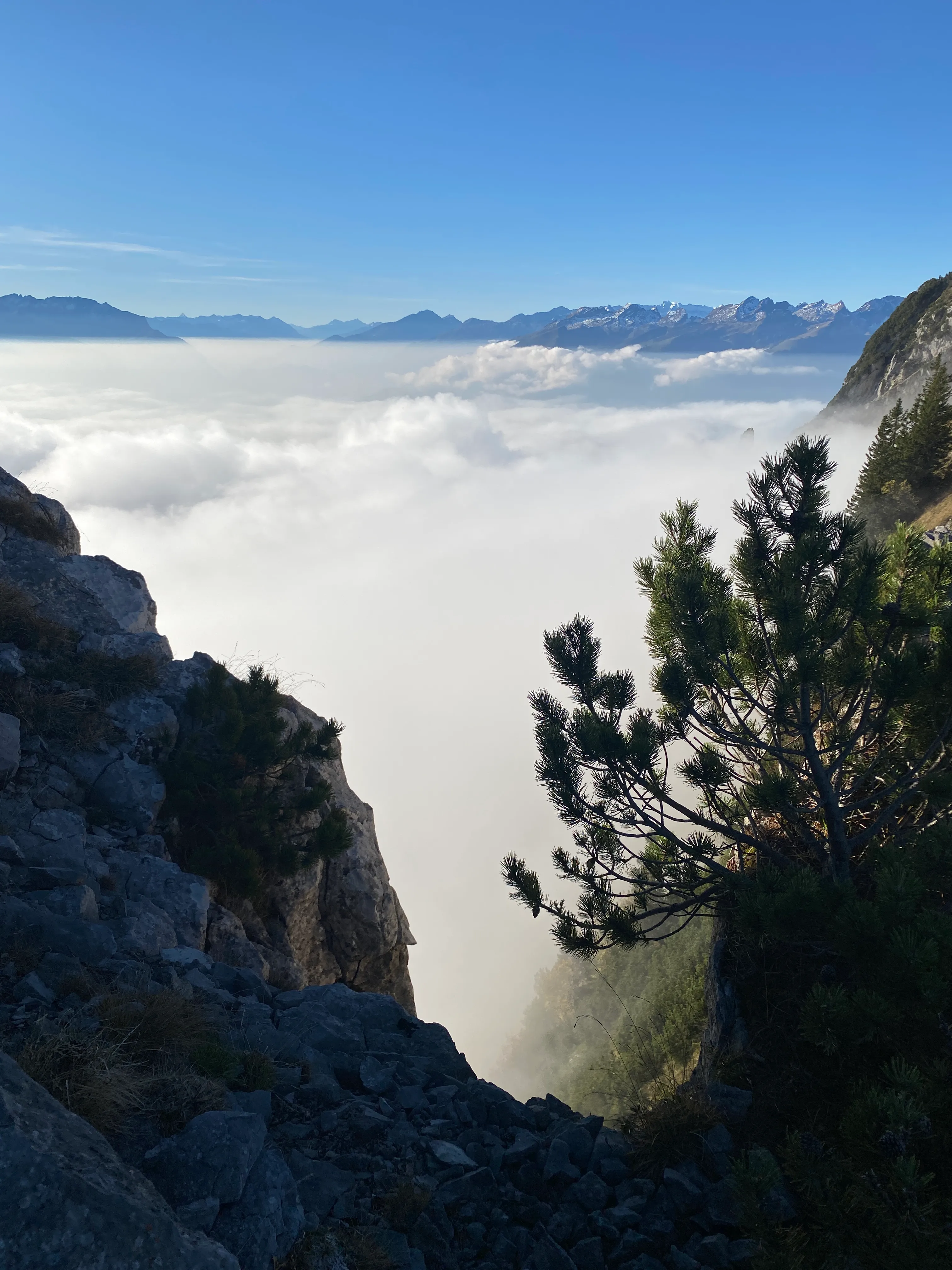View over a sea of fog to distant snow-capped Alps, framed by a mountain pine.