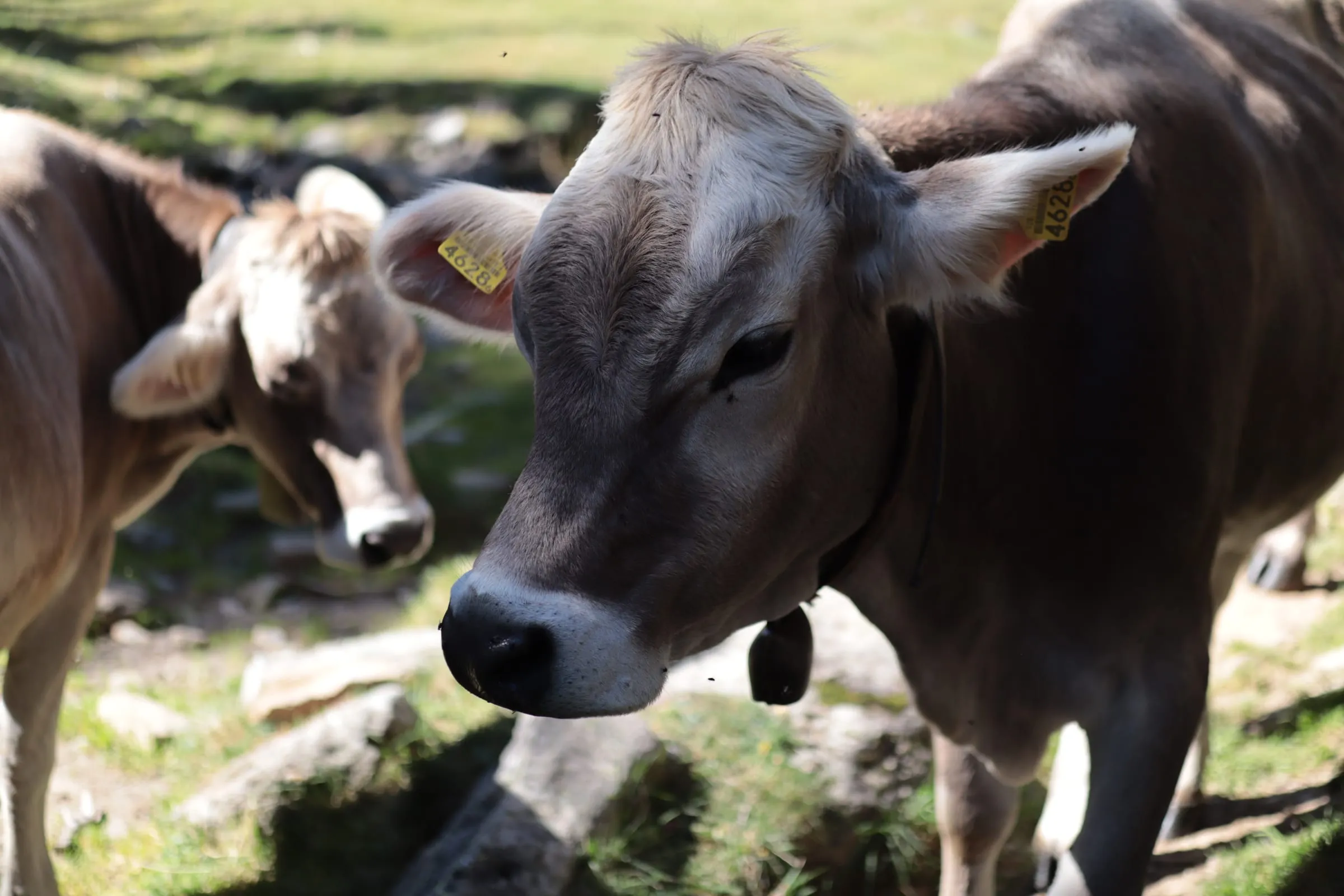 Two curious Swiss brown calves right up against the camera.