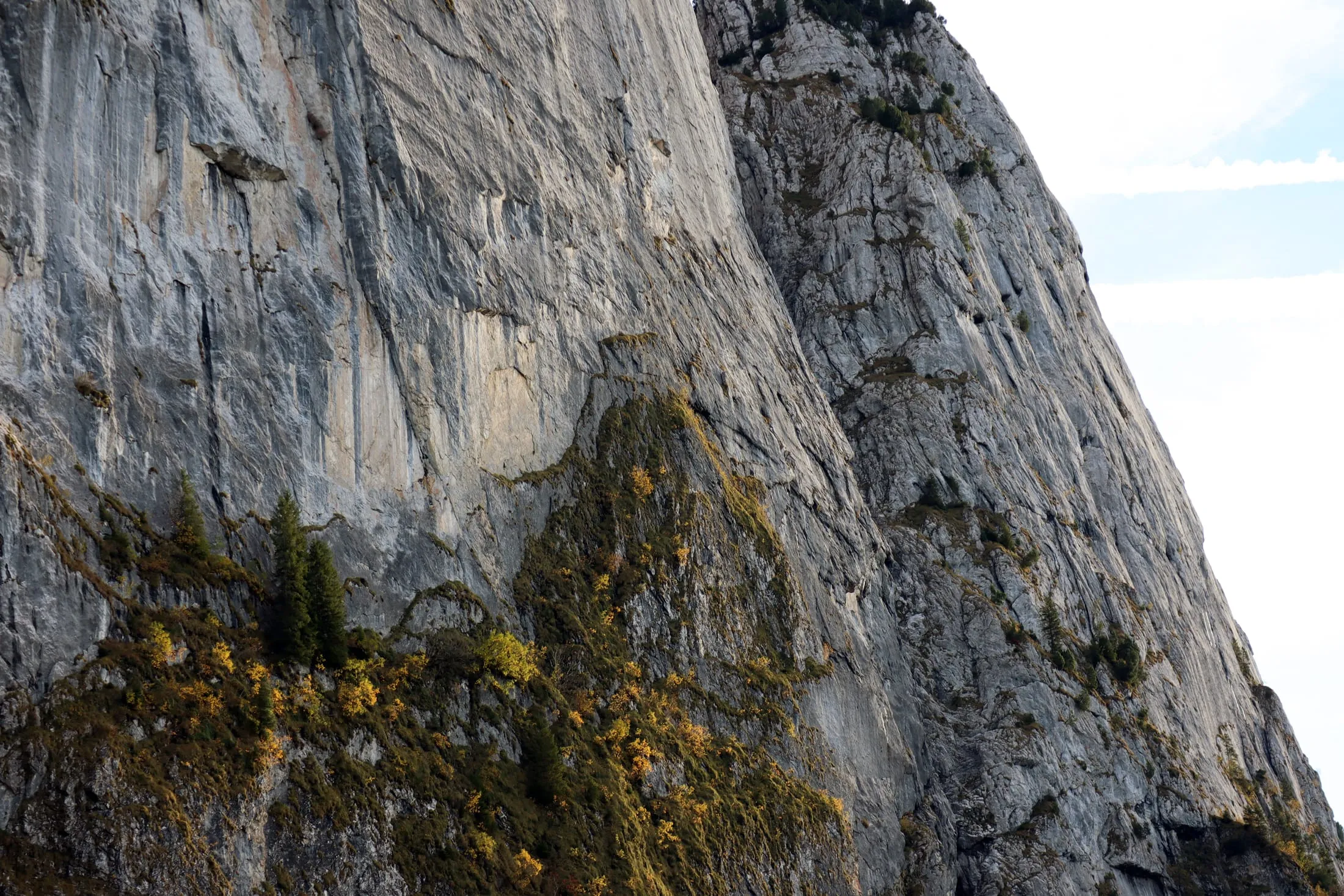 Steep pale limestone wall with a lone fir and yellow autumn foliage on the ledge.