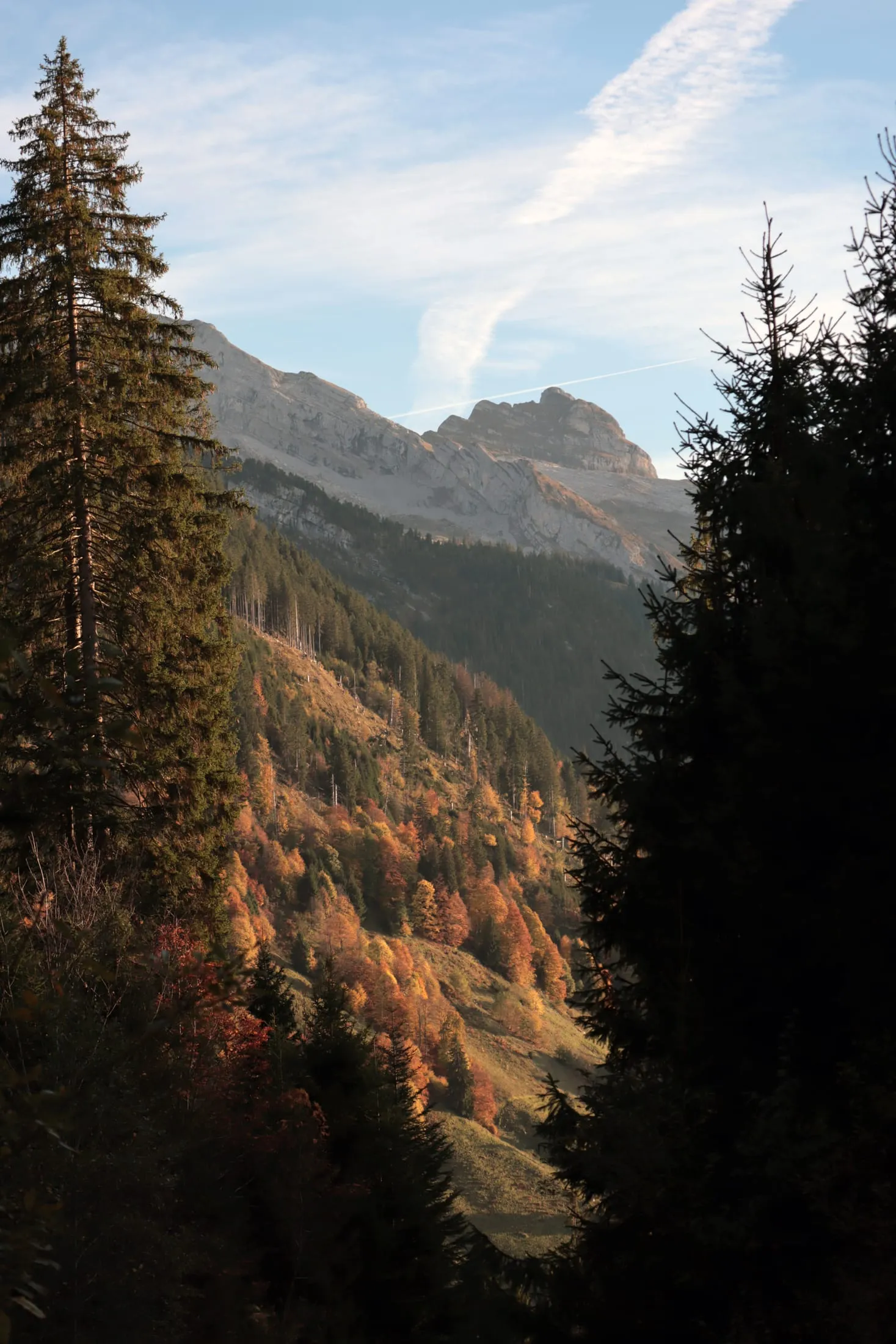 View through fir trees to the summit ridge above autumn-coloured larches.