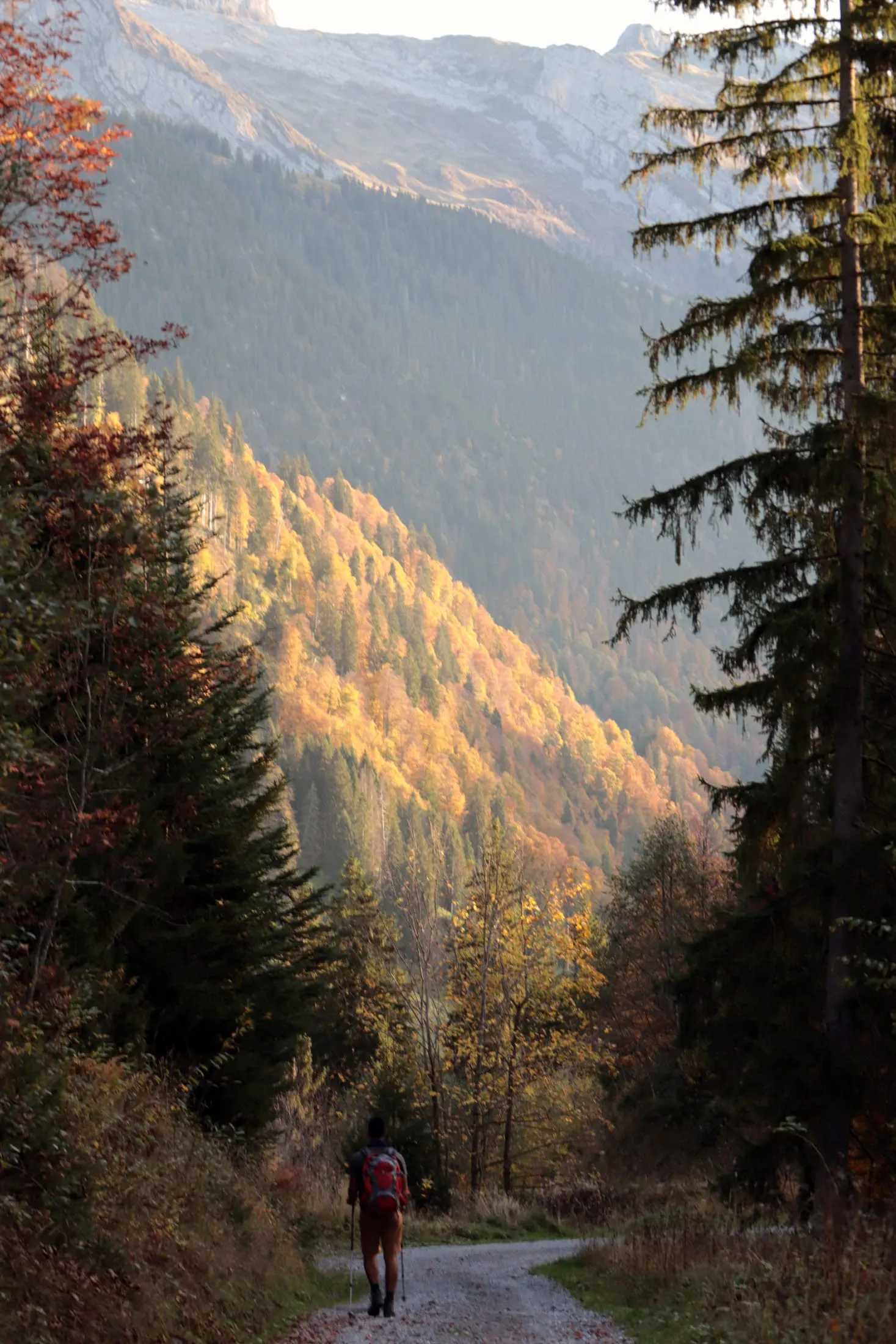 Hiker descending a forest path bathed in golden autumn light.