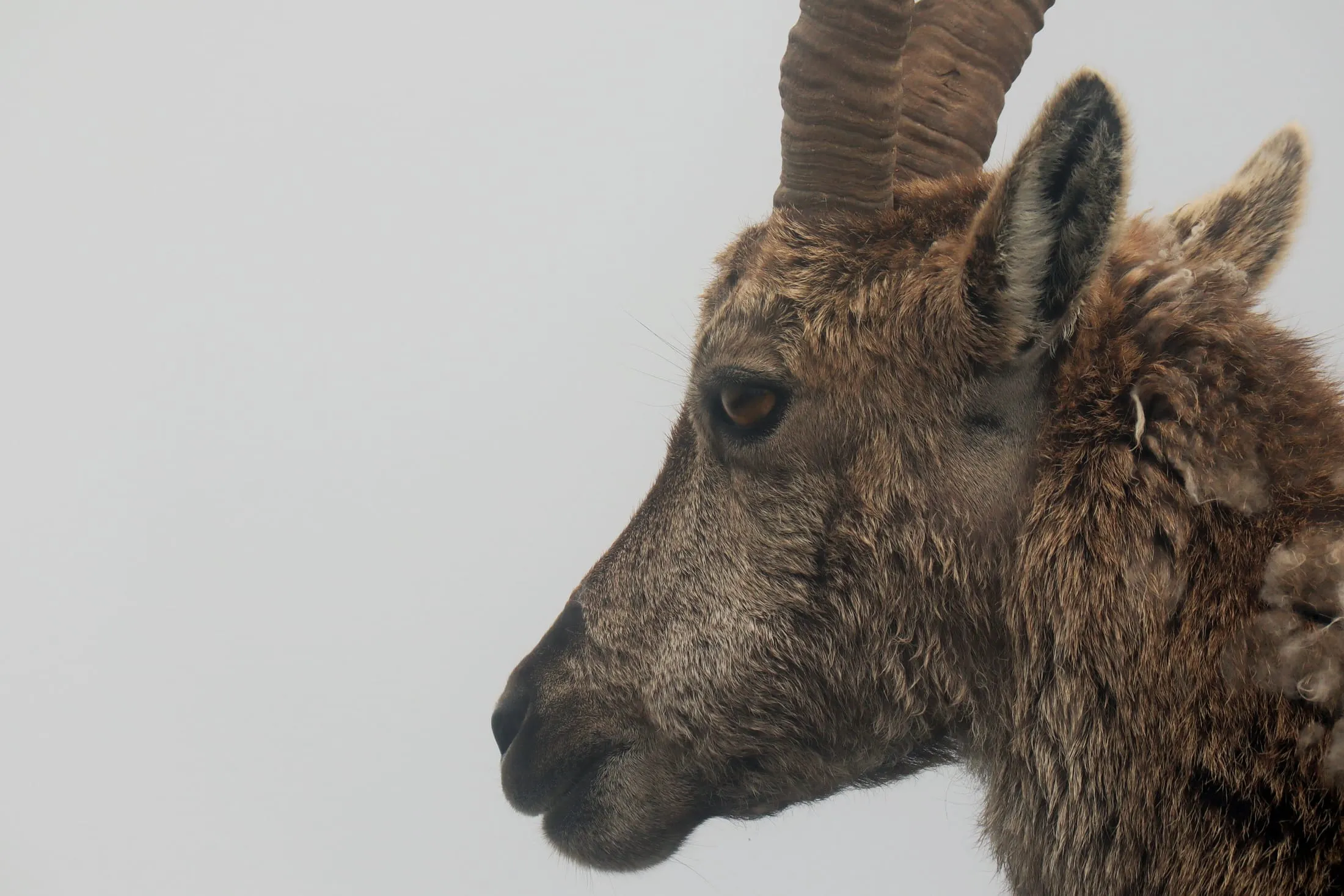 Close-up profile of an ibex in soft grey light.