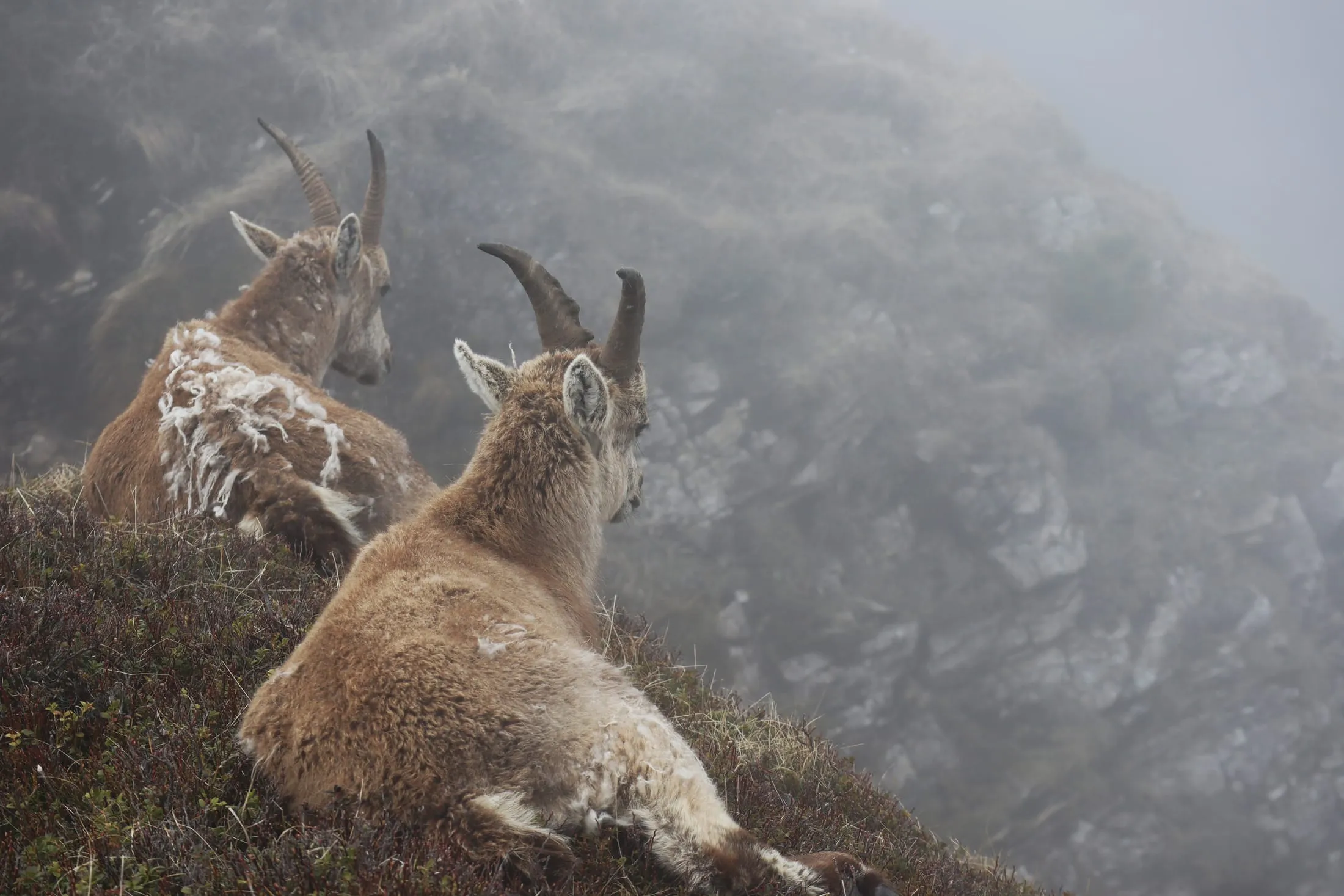 Two ibex resting on a misty slope, gazing into the fog.