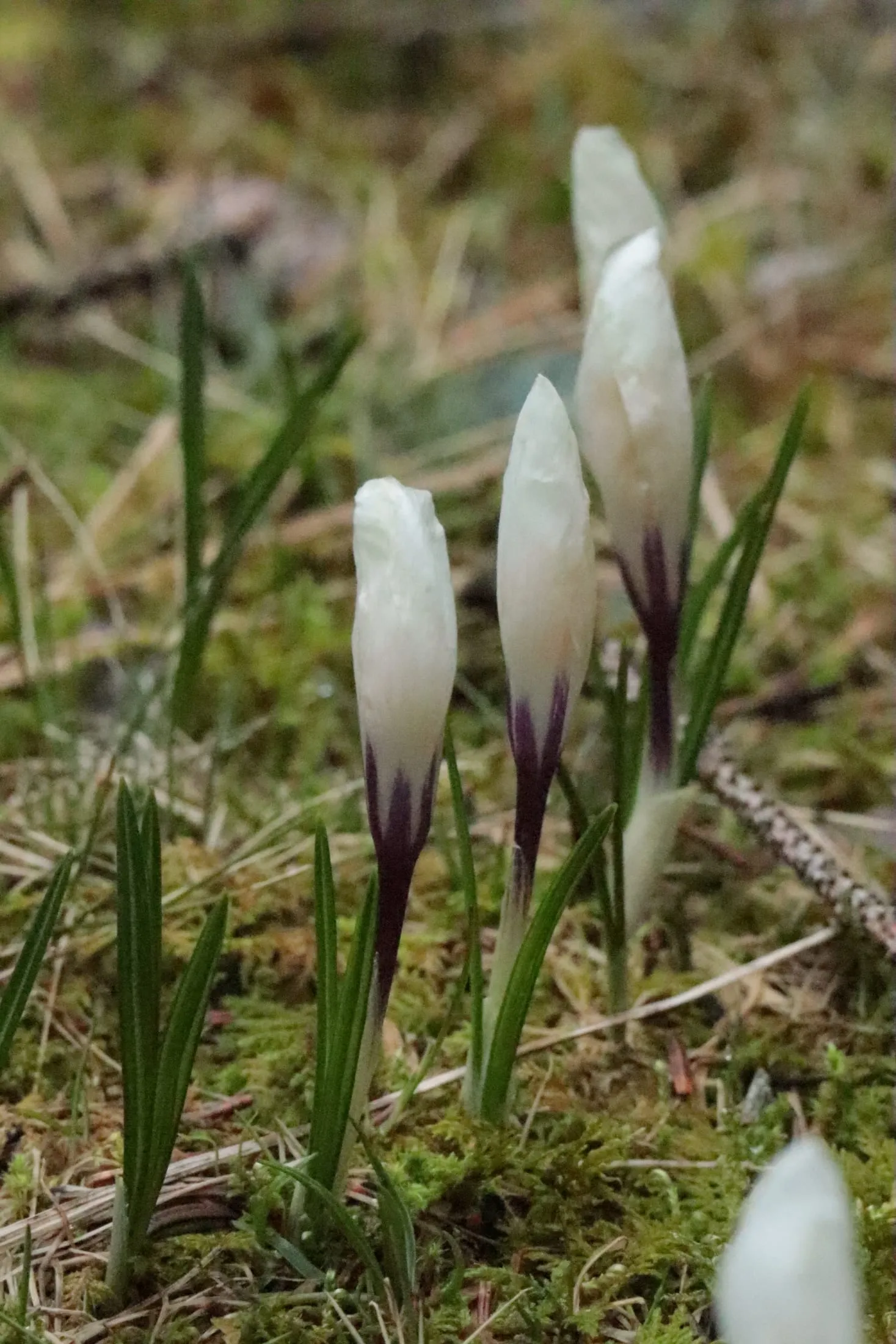 White spring crocuses pushing up through moss and grass.