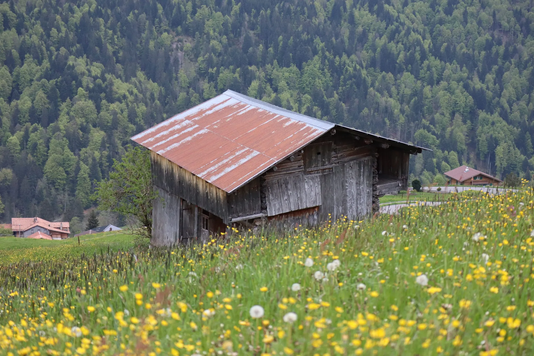Old wooden barn with a rusty red roof in a meadow of dandelions and buttercups.