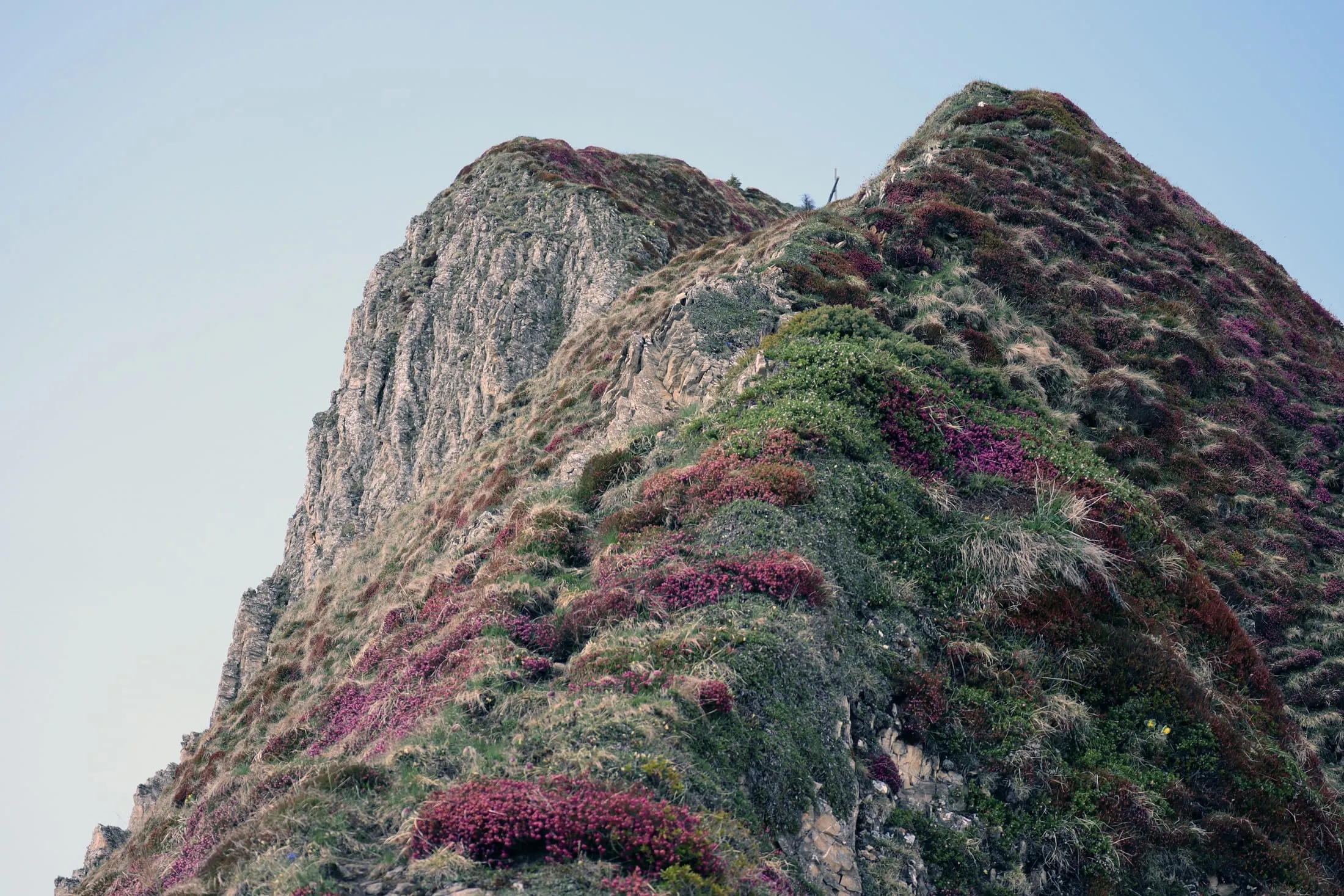 Twin rocky summits draped in bright pink alpenrose against a pale sky.