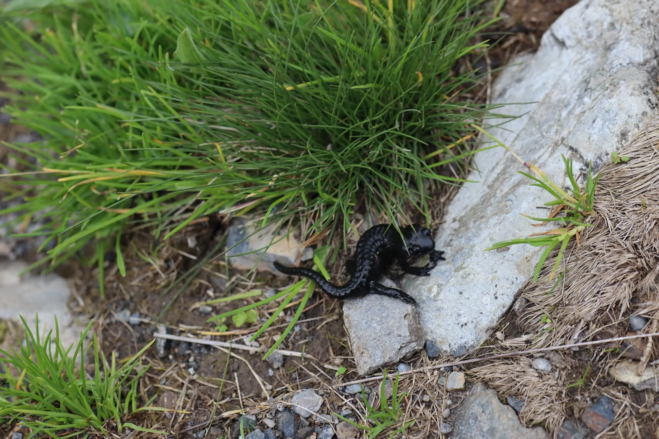 A black alpine salamander on a stone amid a tuft of grass at the trail's edge.