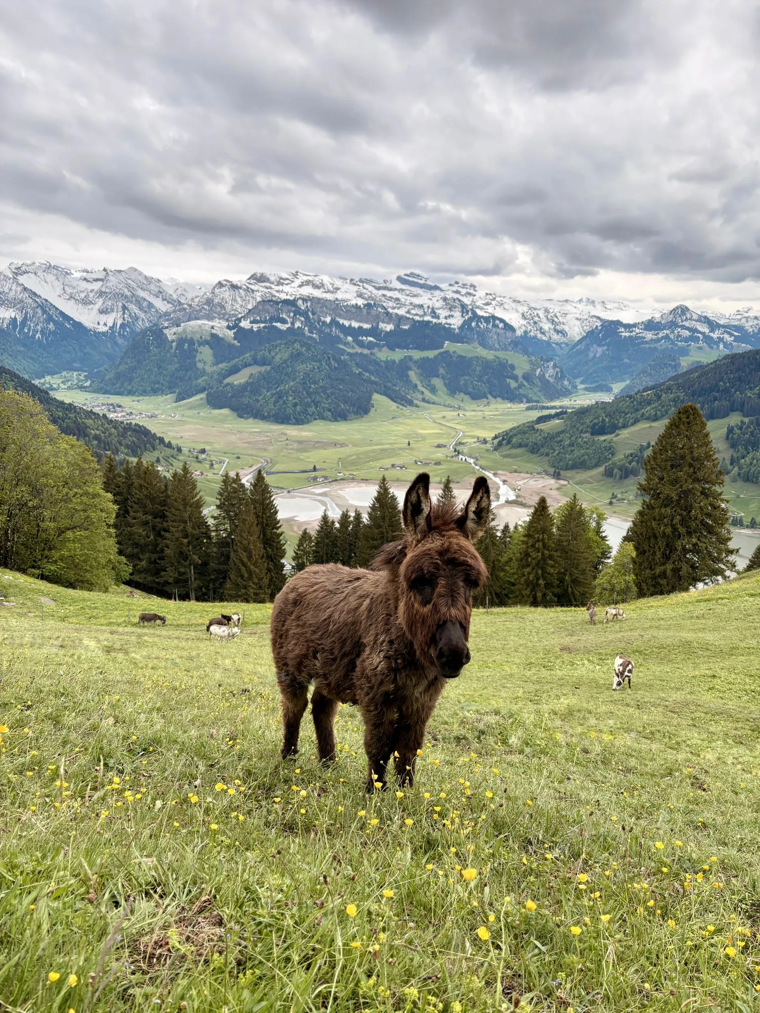 A donkey at the Eselalp near Einsiedeln.