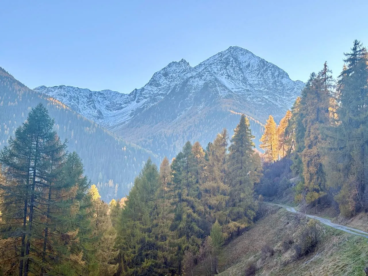 Snow-dusted peaks above a larch and spruce forest in soft morning light, a track winding up the slope on the right.