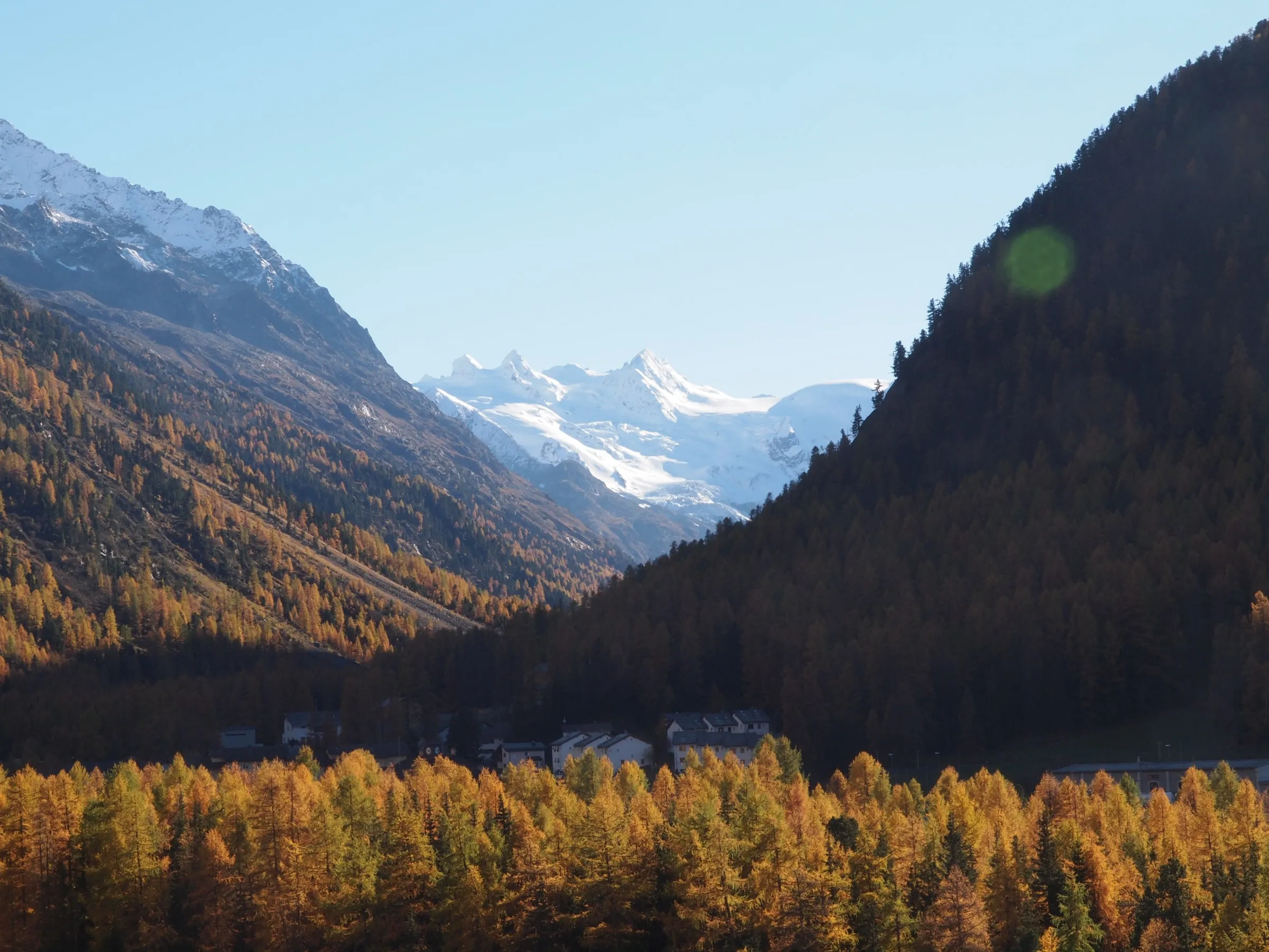 Bosques dorados de alerces en el Val Roseg, con las cumbres glaciares del macizo del Bernina al fondo.